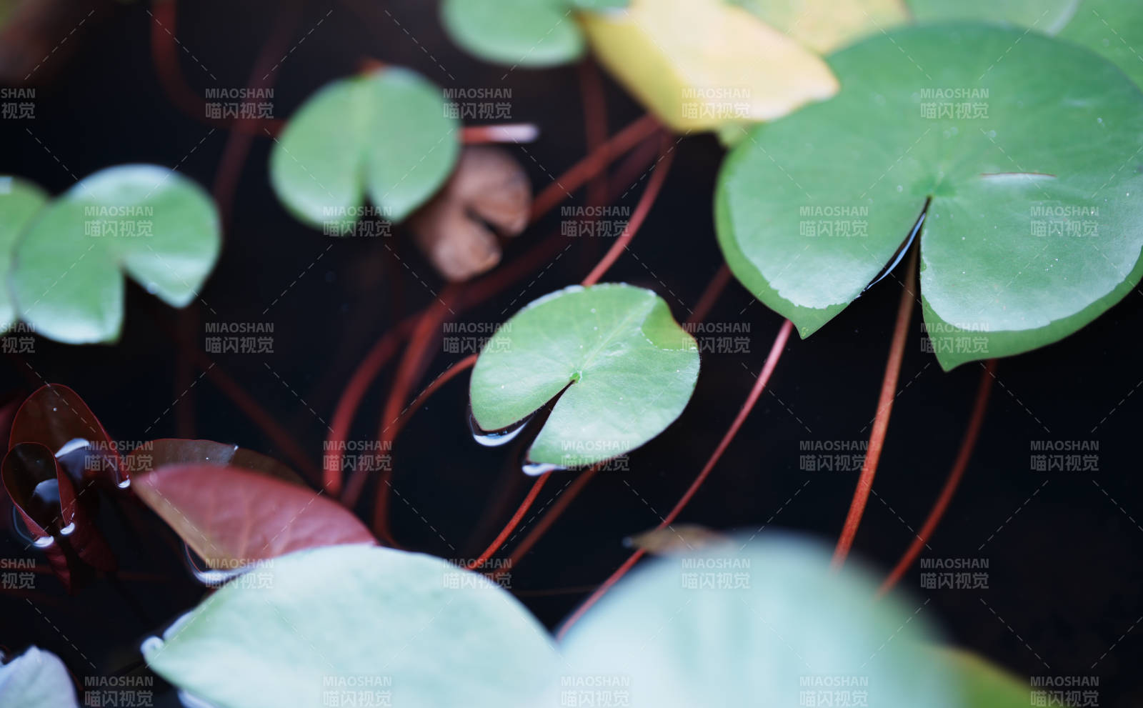 池塘中的荷叶与水草图片