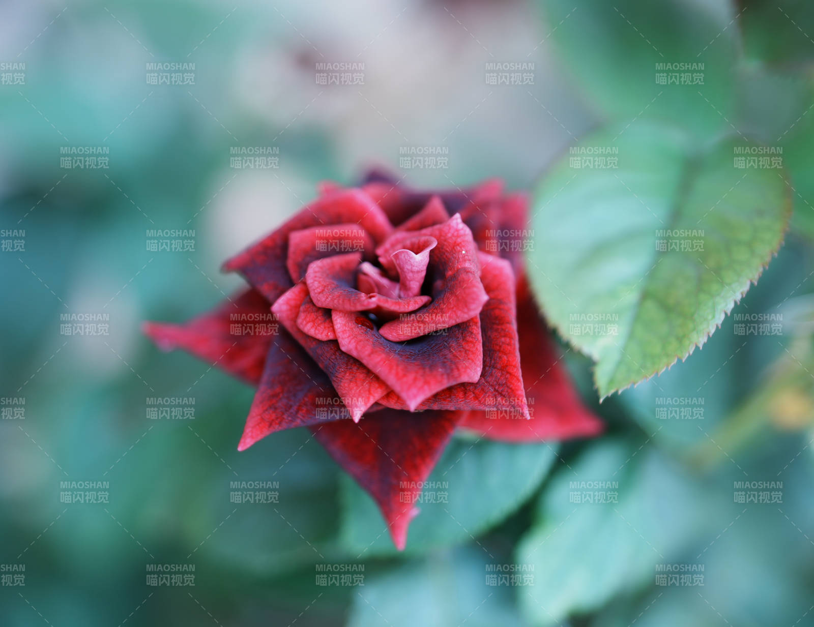 深红玫瑰 静谧绽放图片