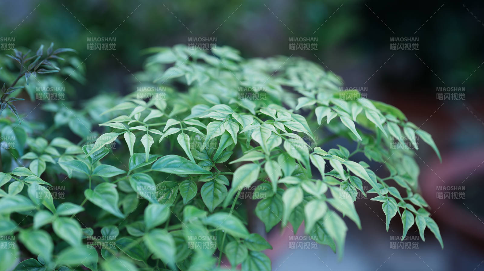 绿叶繁茂 生机盎然图片