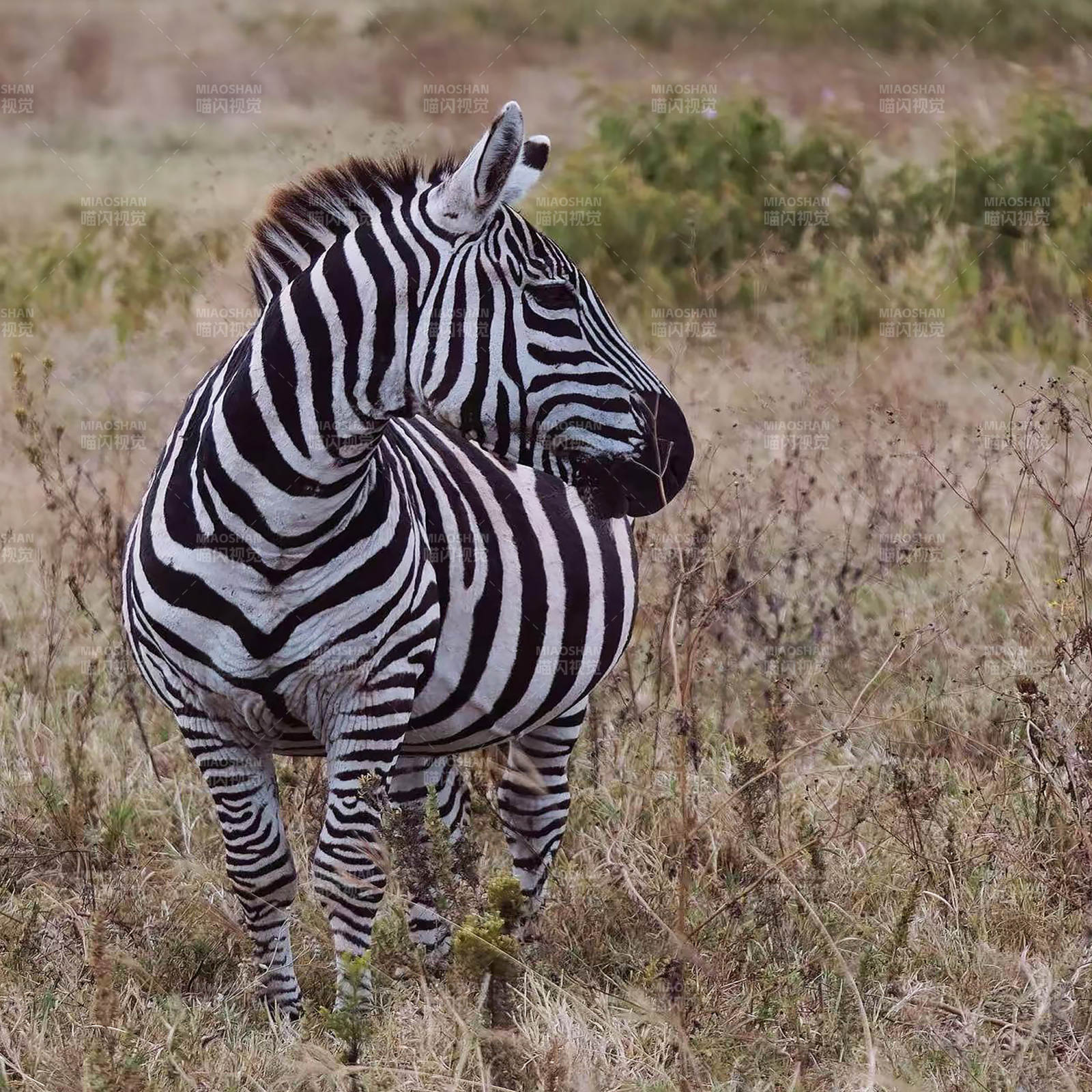 草原上的斑马侧影图片
