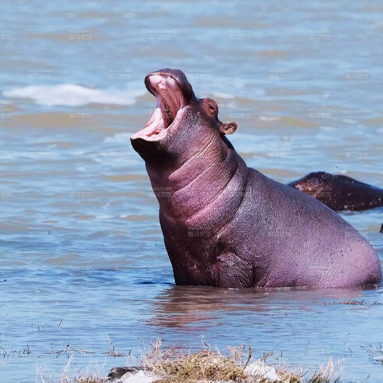 河马张嘴在水中休息图片