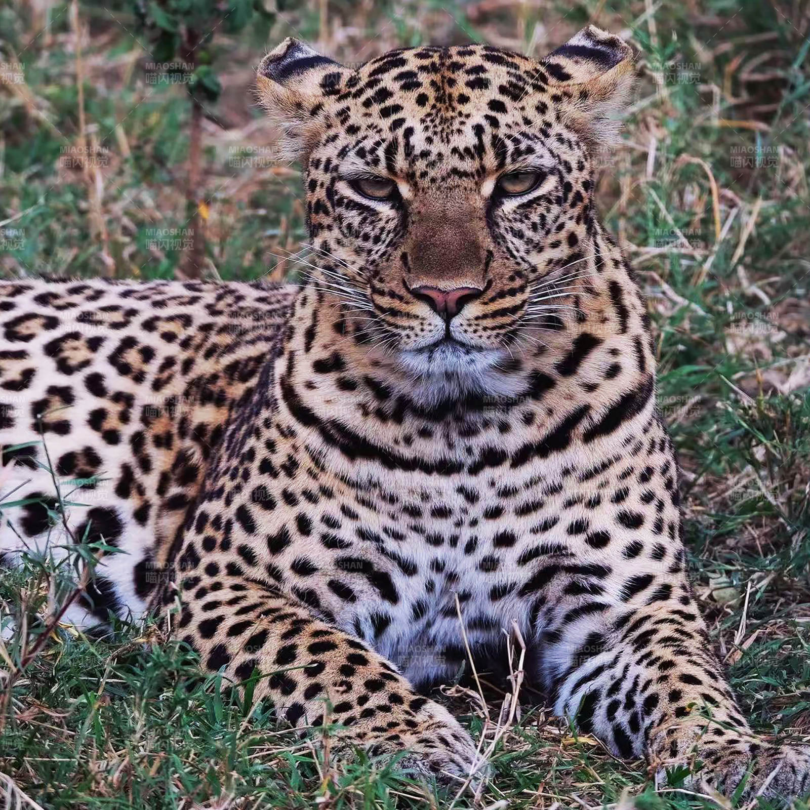 草原上的豹子图片