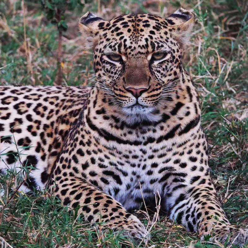 草原上的豹子图片