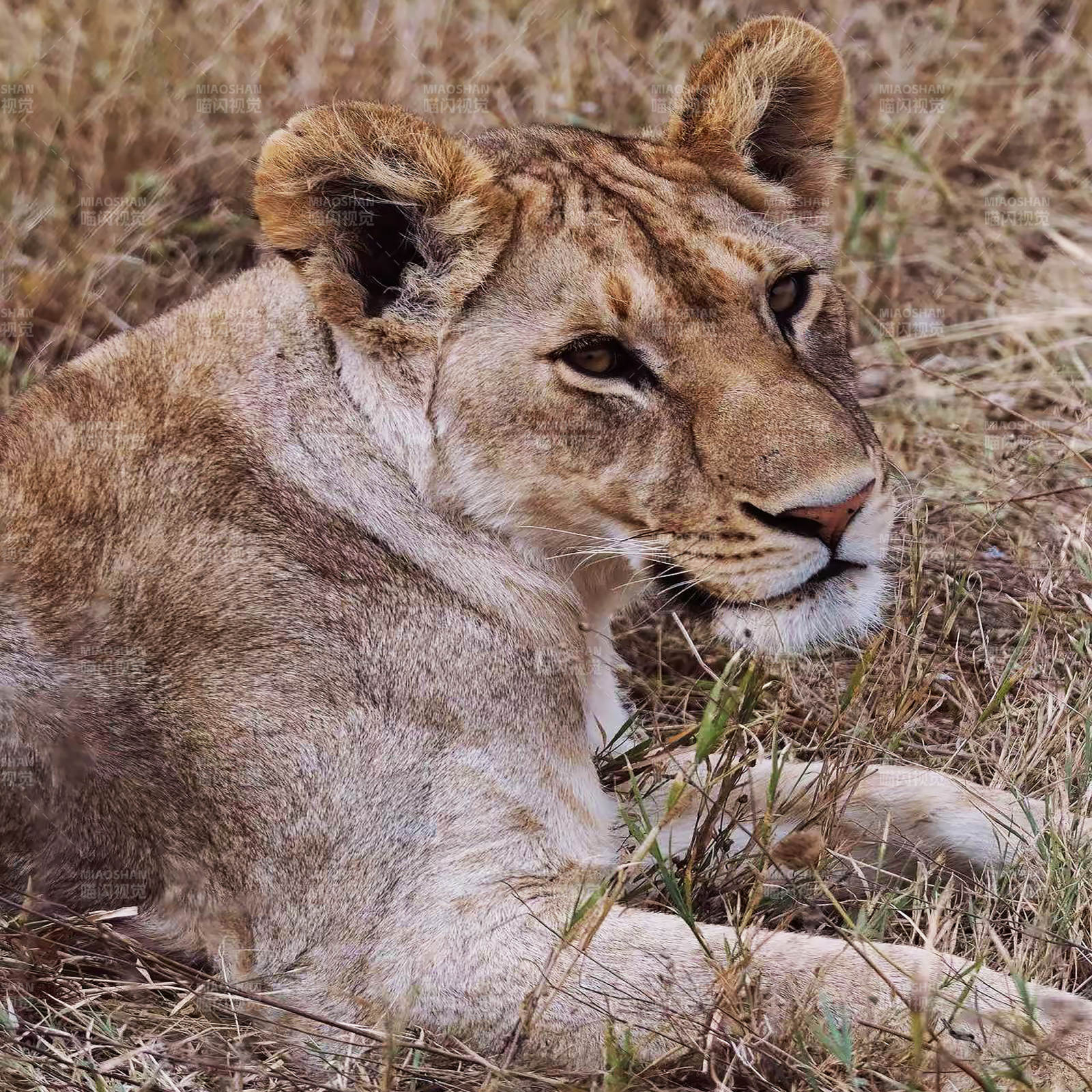 草原上的宁静狮影图片