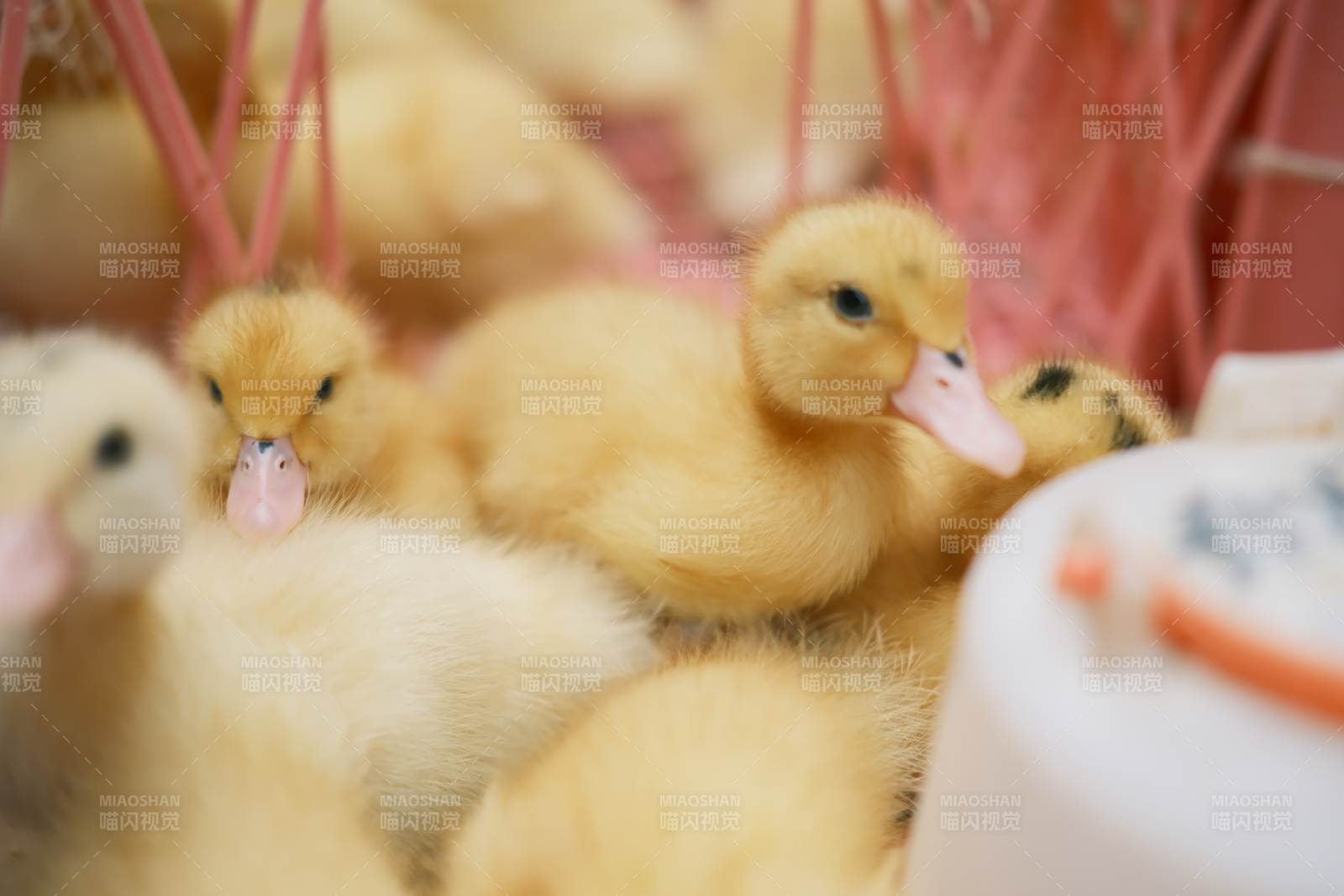 小黄鸭群聚温馨场景图片