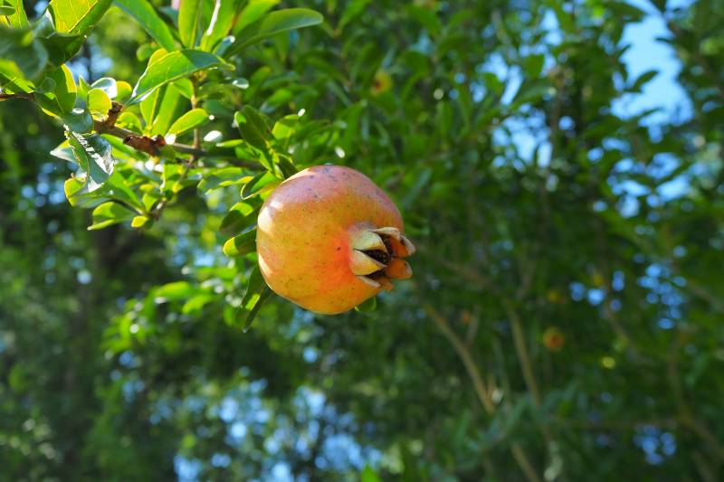 树上的石榴果图片
