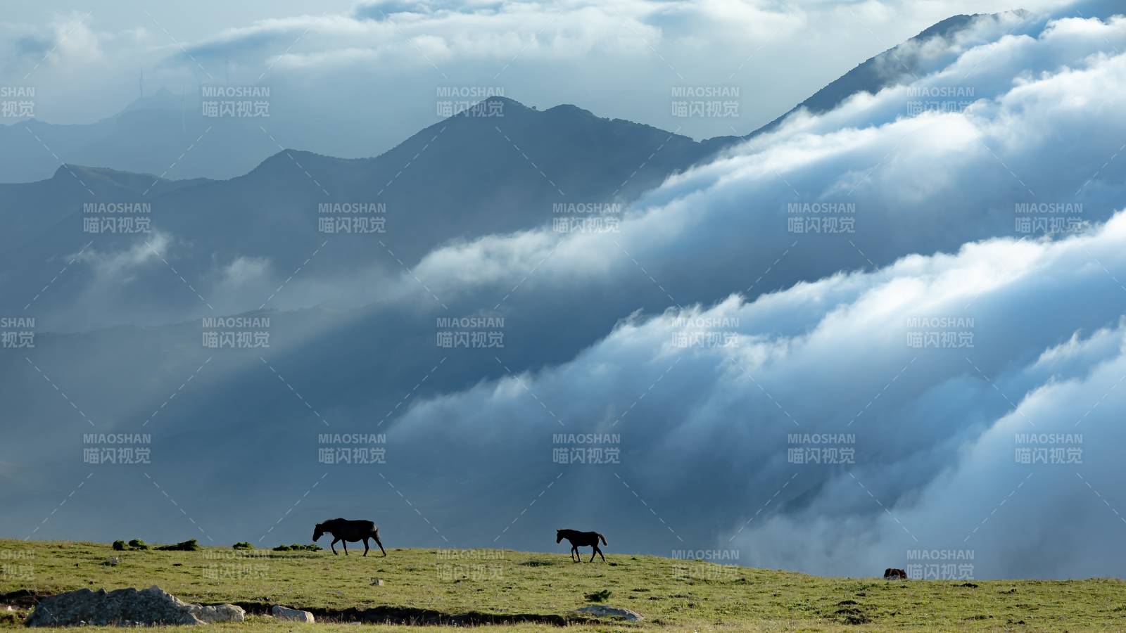 云雾缭绕 山间牧马 东灵山图片