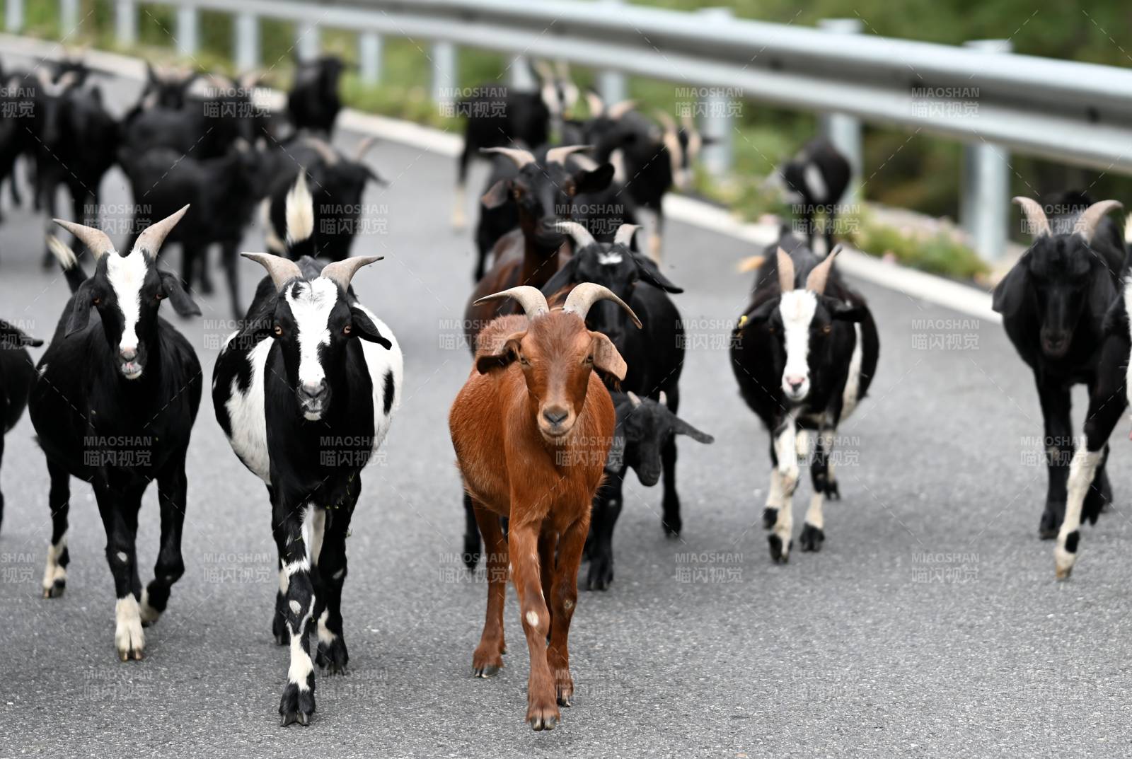 羊群漫步公路中图片