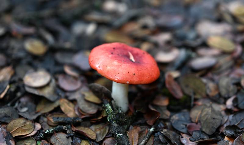 野生红蘑菇图片