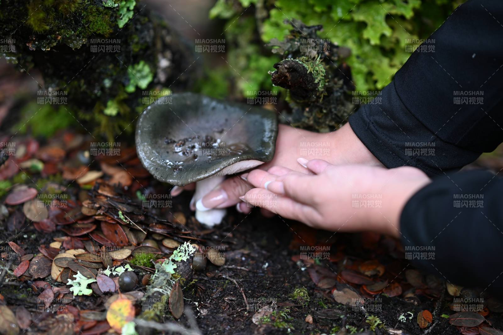 采菌子自然之美图片