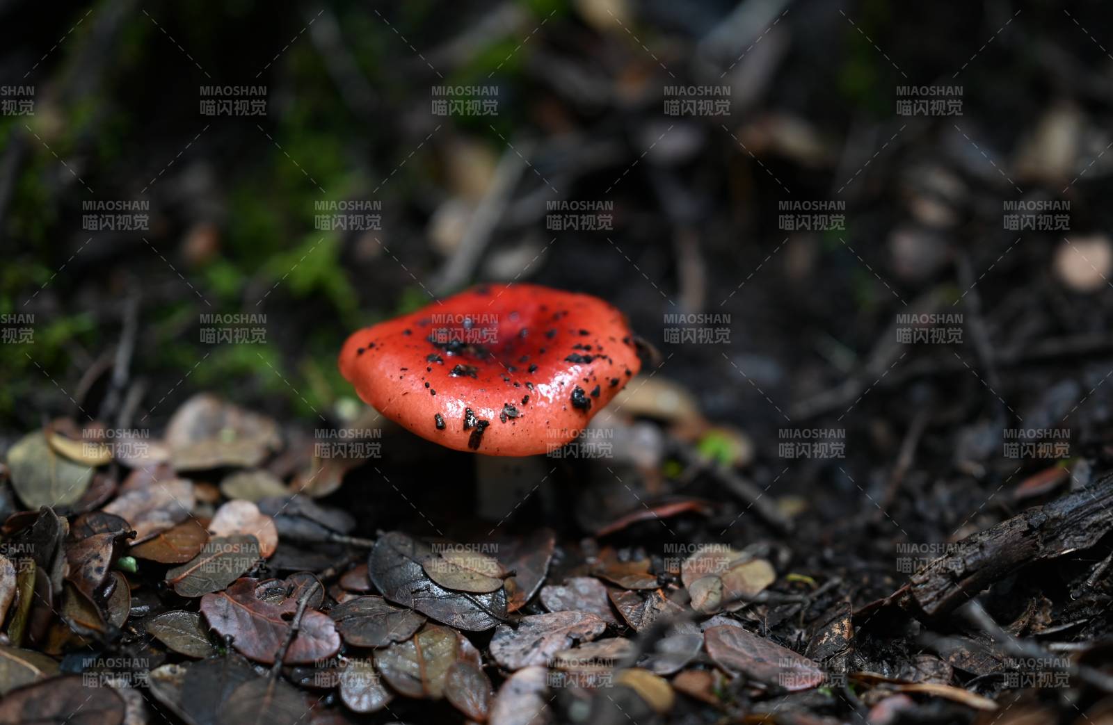林间红蘑菇图片