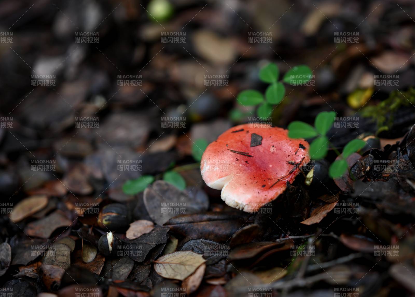 林间红蘑菇图片