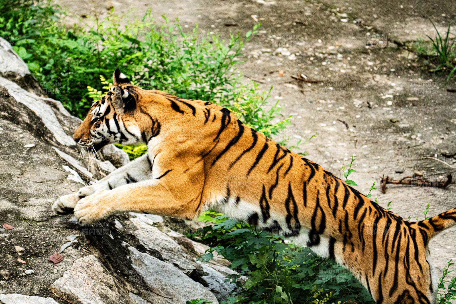 老虎跃石 威风凛凛图片