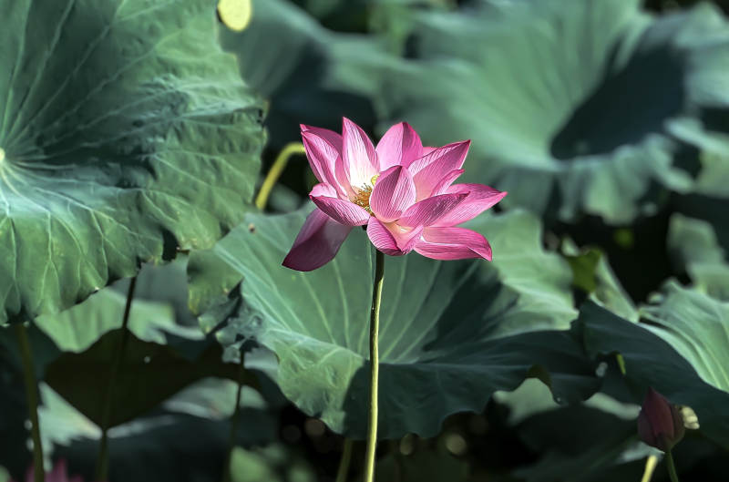 荷塘中的粉色莲花图片