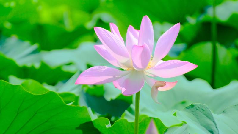 粉色莲花绽放绿叶间图片