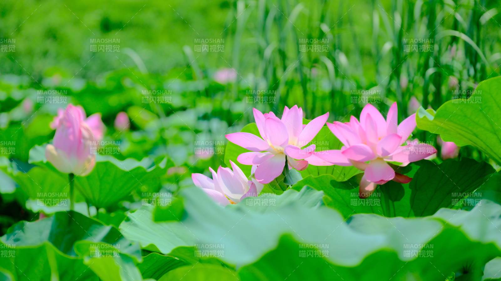 夏日荷花绽放美景图片