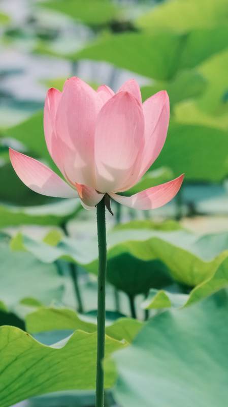 粉嫩莲花静谧绽放图片