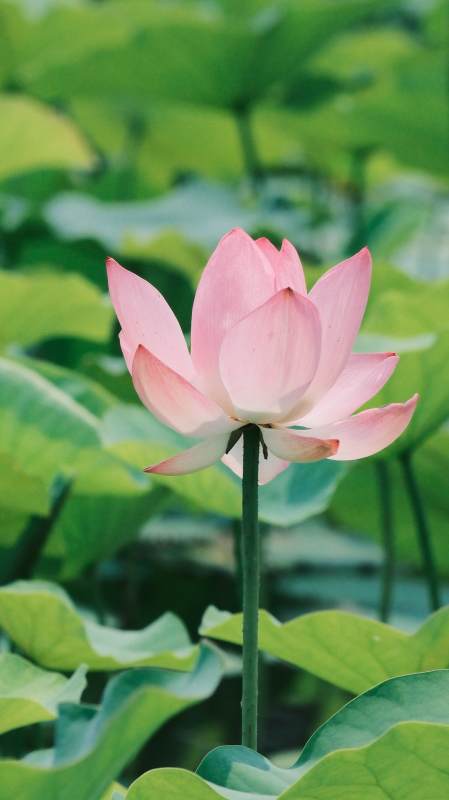 池中粉莲静绽放图片