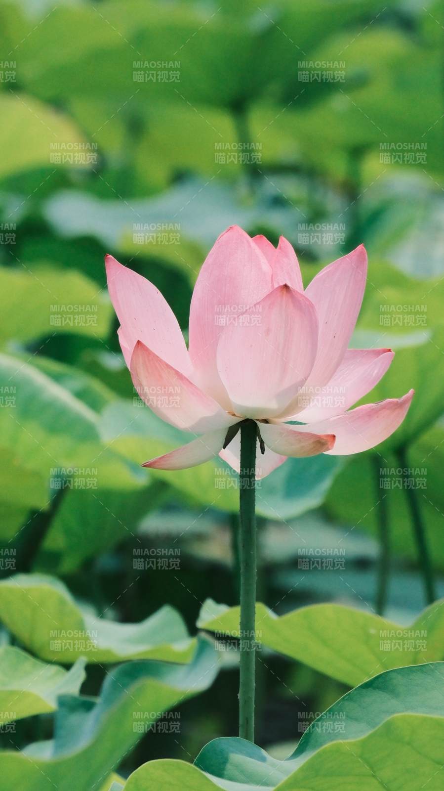 池中粉莲静绽放图片