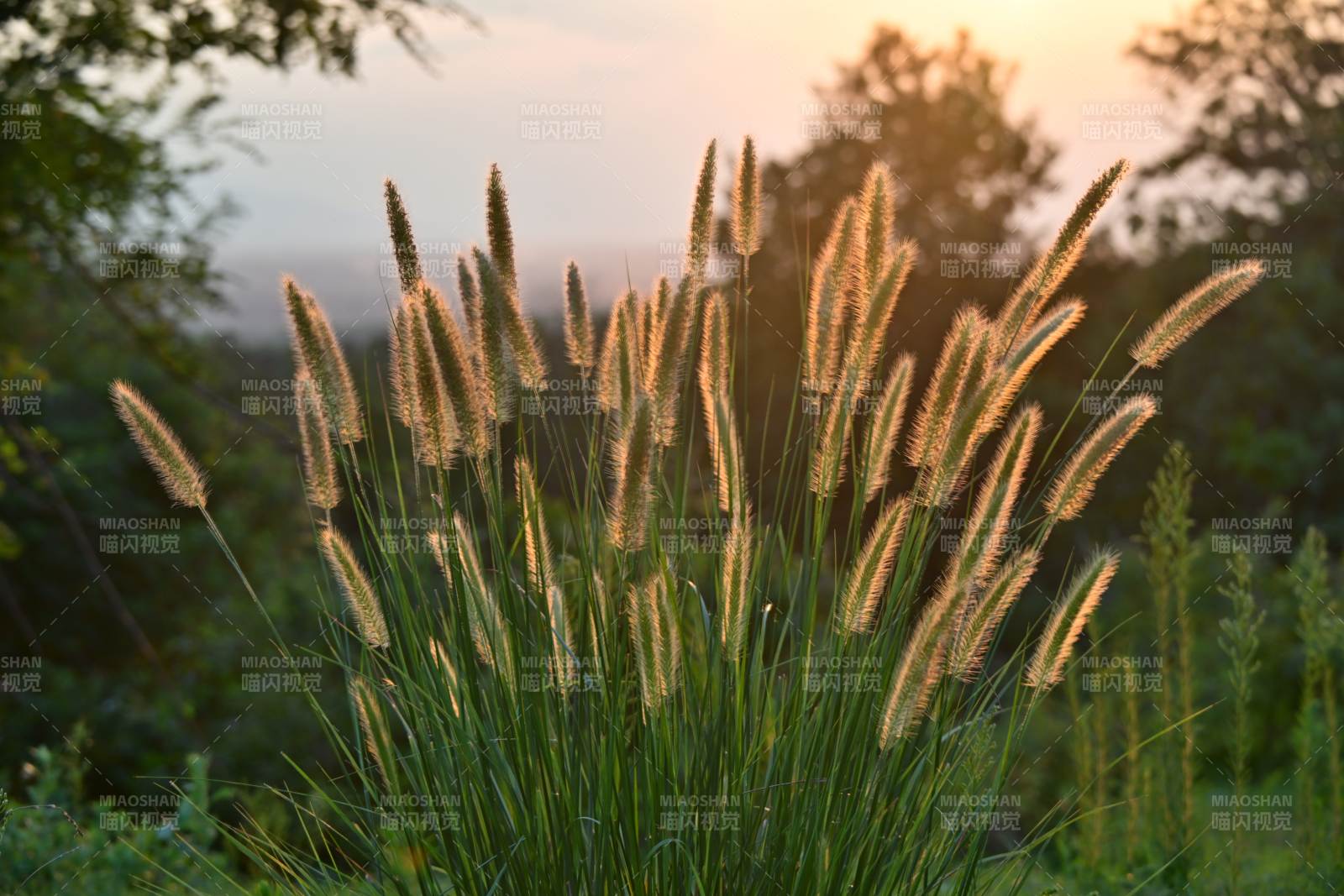 夕阳下的草丛光影图片