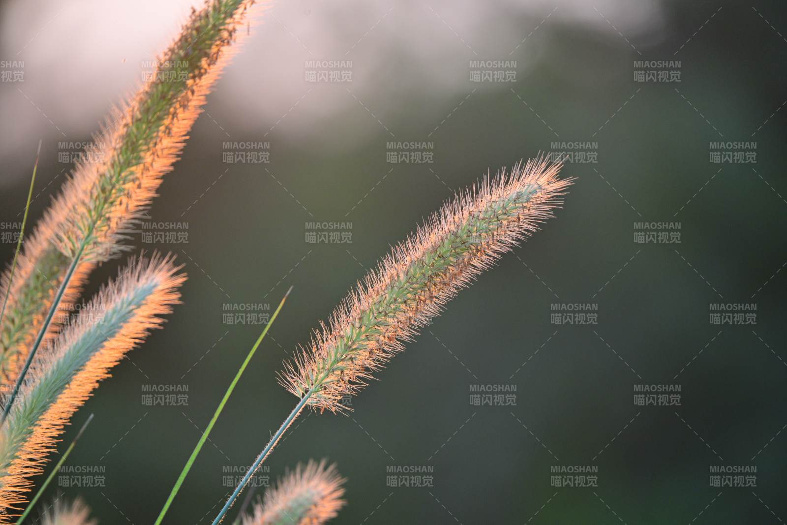 秋日草穗的温柔光影图片