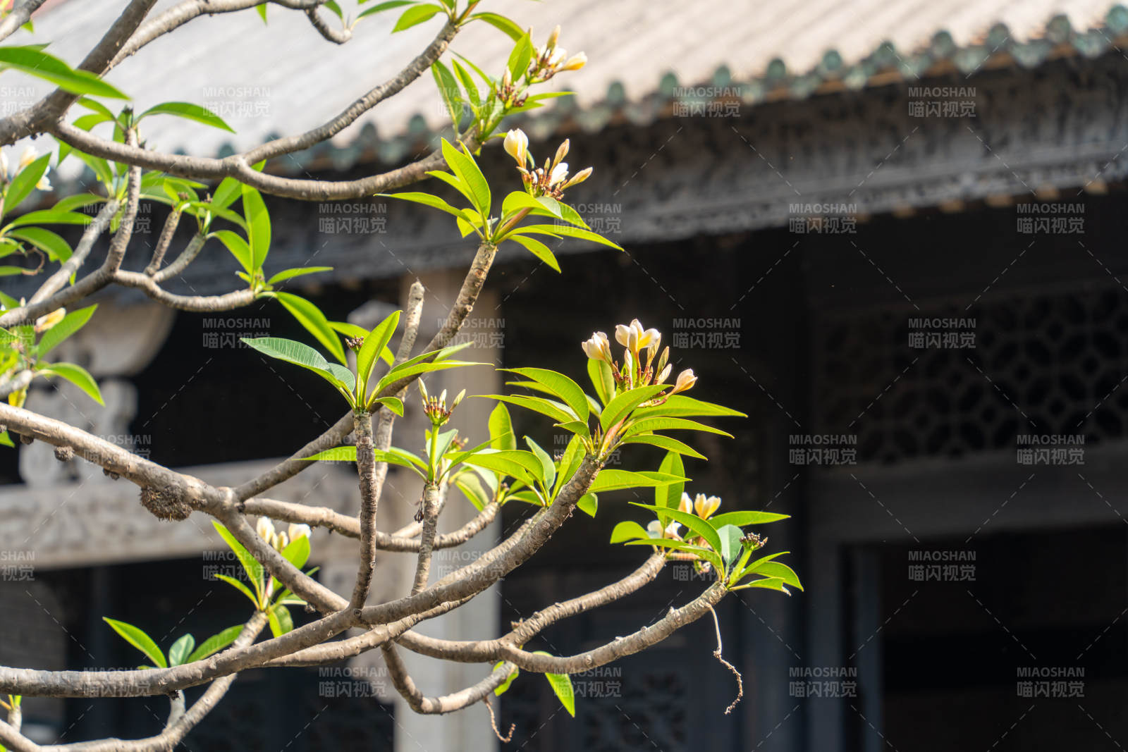 古建筑前的绿叶与兰花花蕾图片