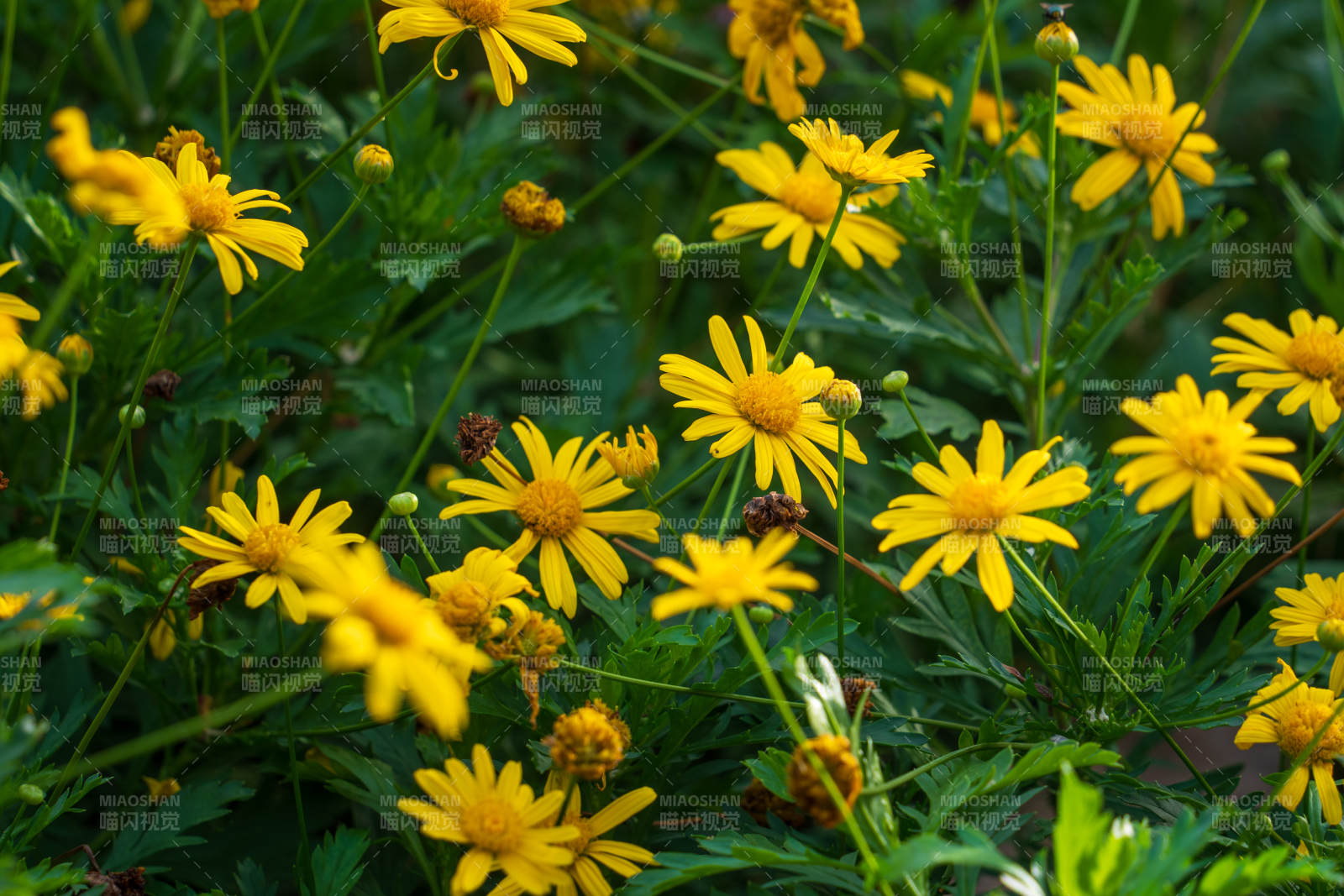 金黄色菊花绽放花园中图片