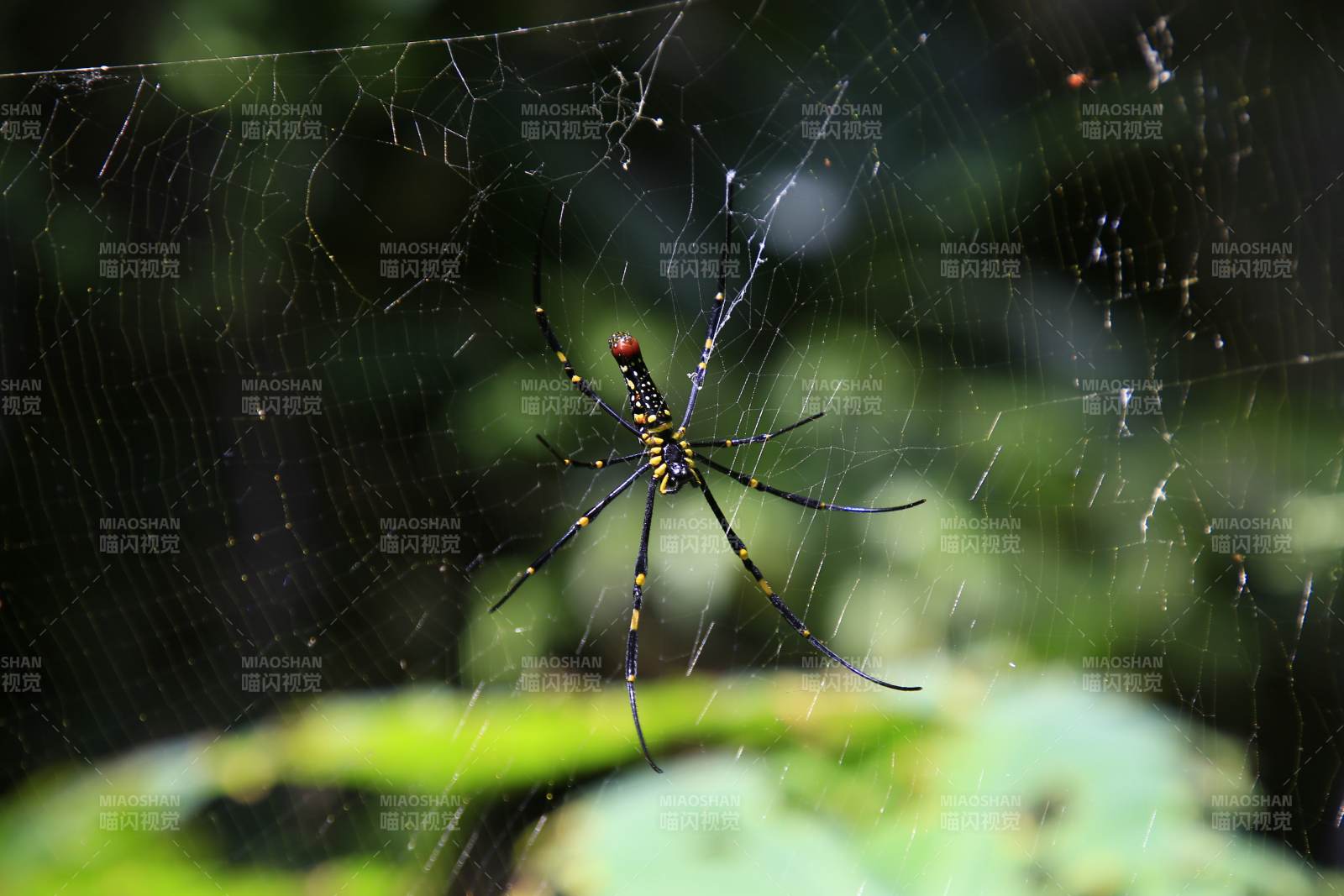 东南亚的蜘蛛图片