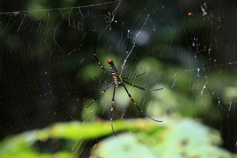 东南亚的蜘蛛图片