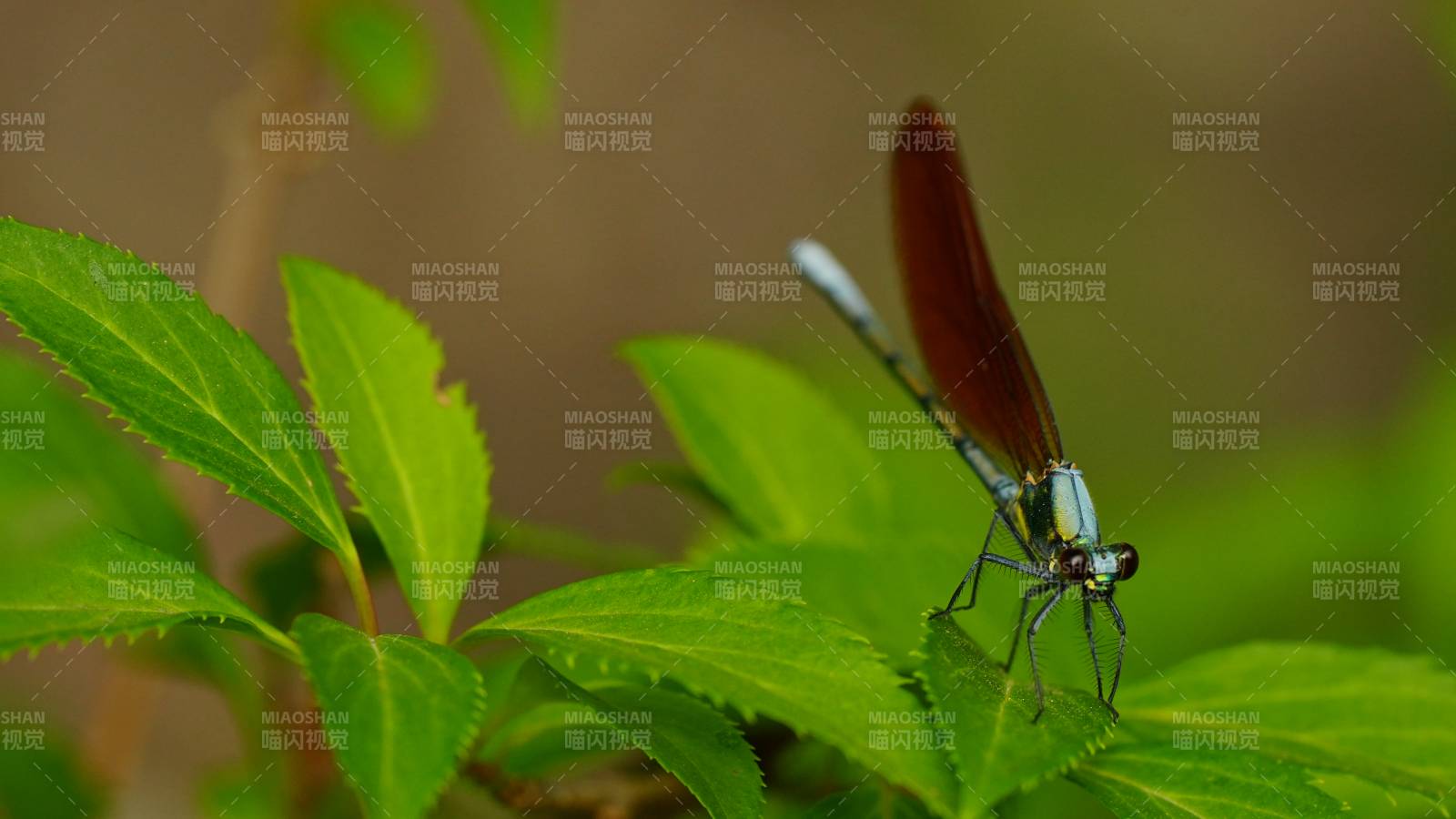 绿叶上的红色蜻蜓图片