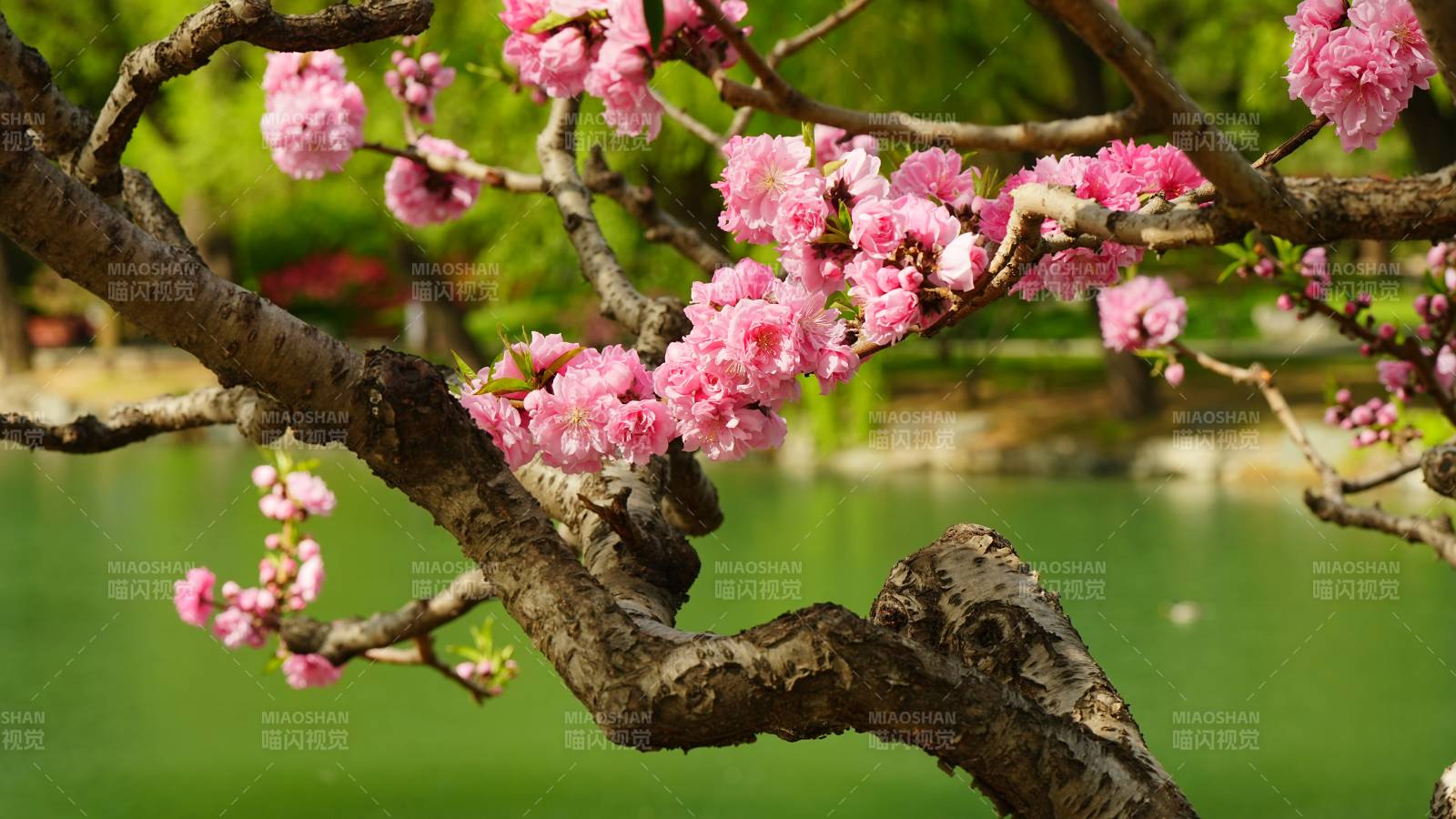 樱花盛开 春意盎然图片