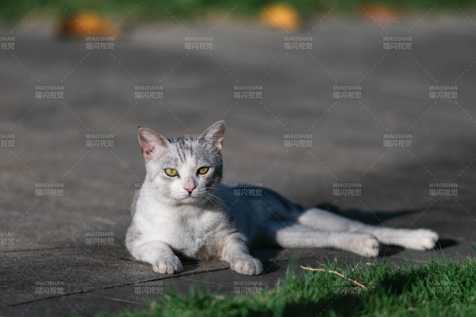 阳光下的悠闲猫咪图片