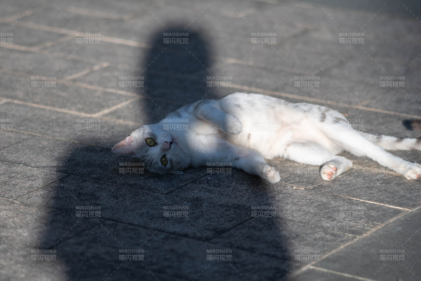 阳光下的慵懒白猫图片