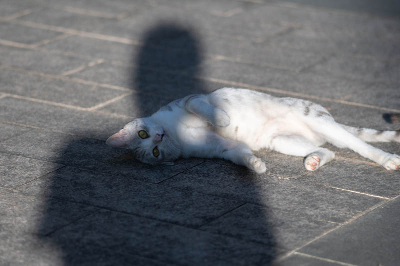 阳光下的慵懒白猫图片