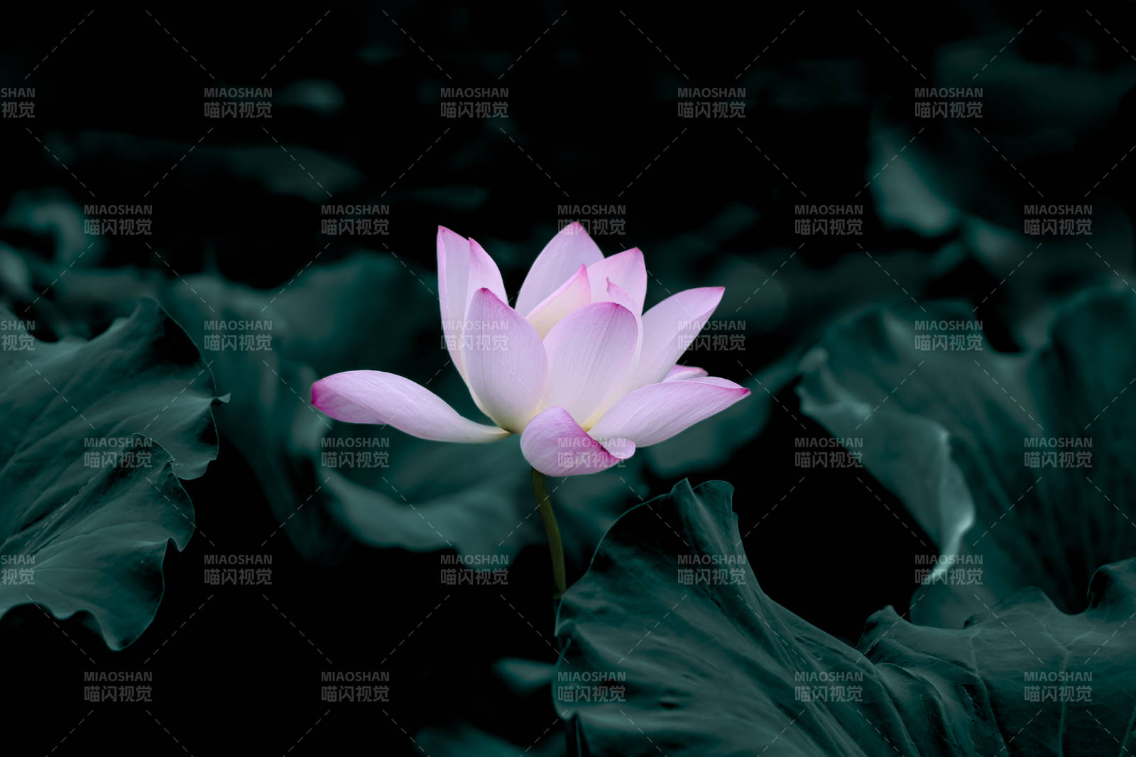 静谧莲花 暗夜绽放图片