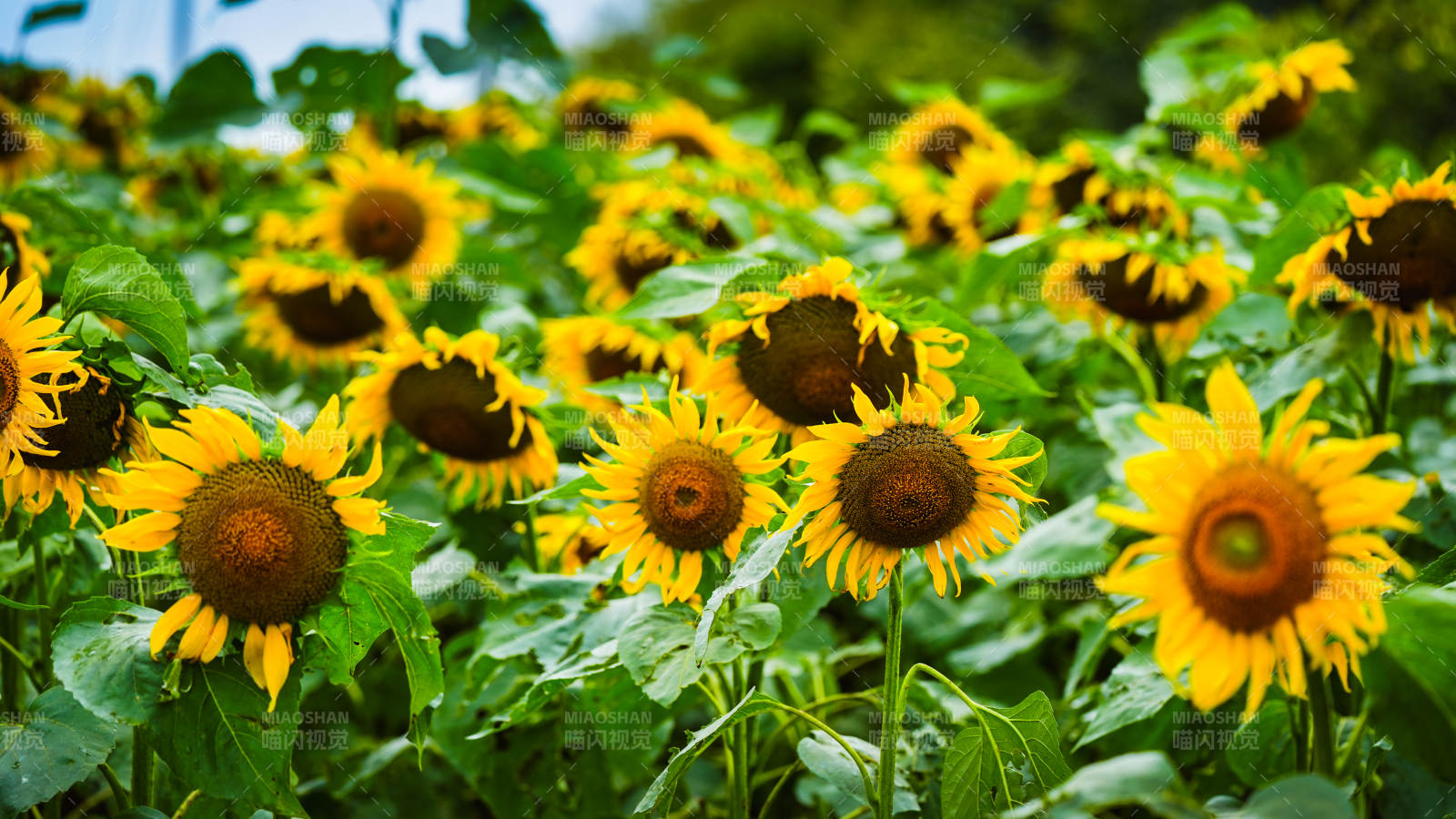 向日葵花田明媚阳光图片