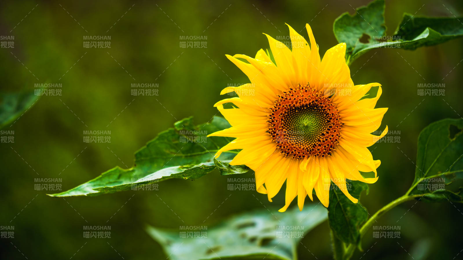 向日葵的明媚时光图片