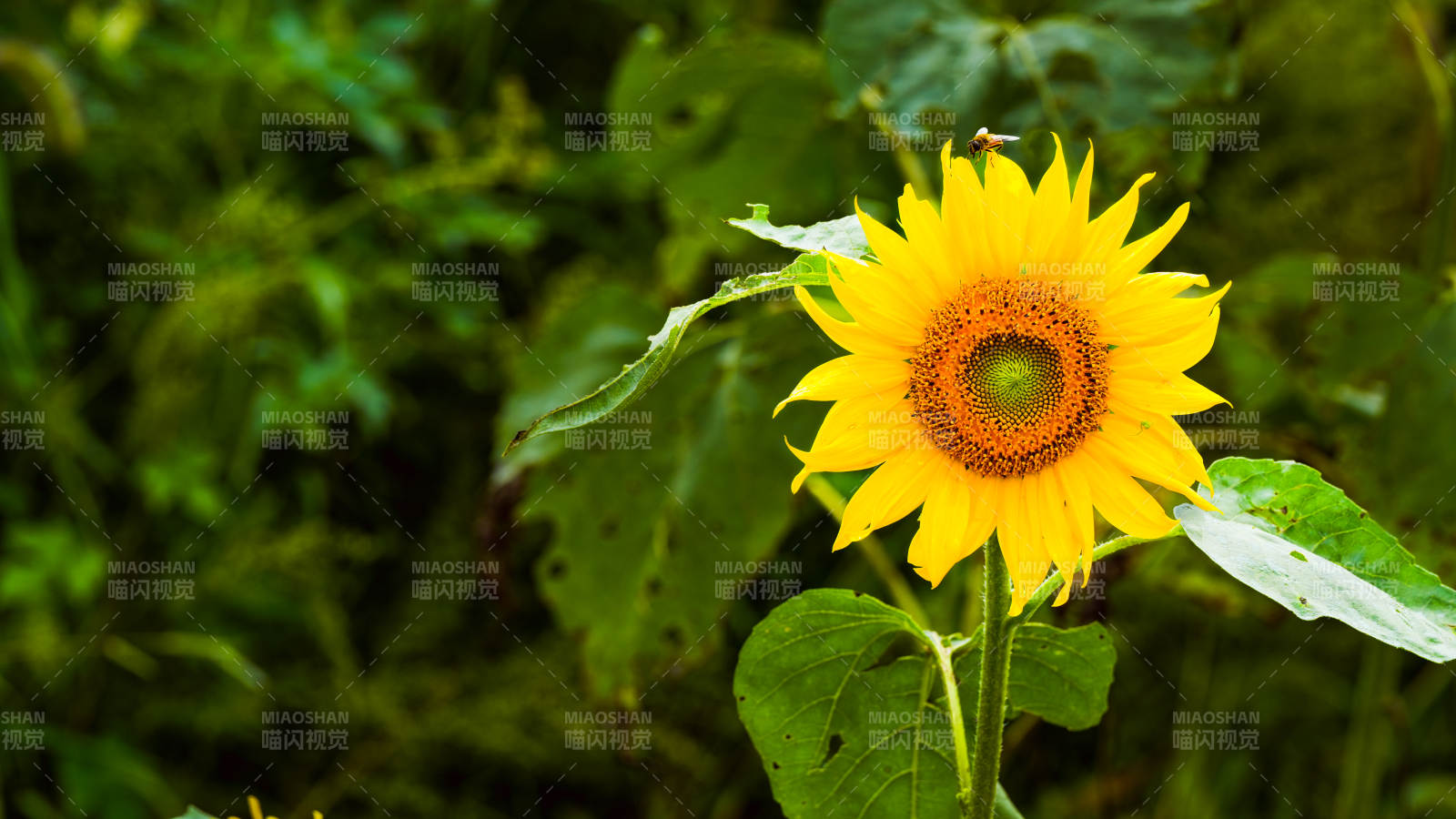 向日葵在绿叶中绽放图片