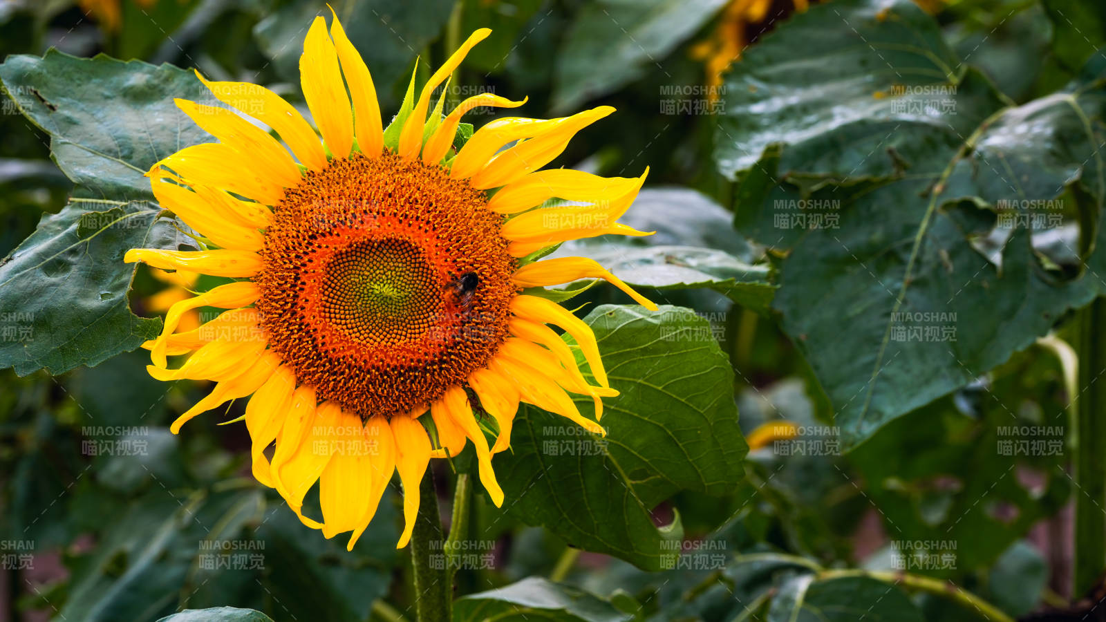 向日葵与蜜蜂的邂逅图片