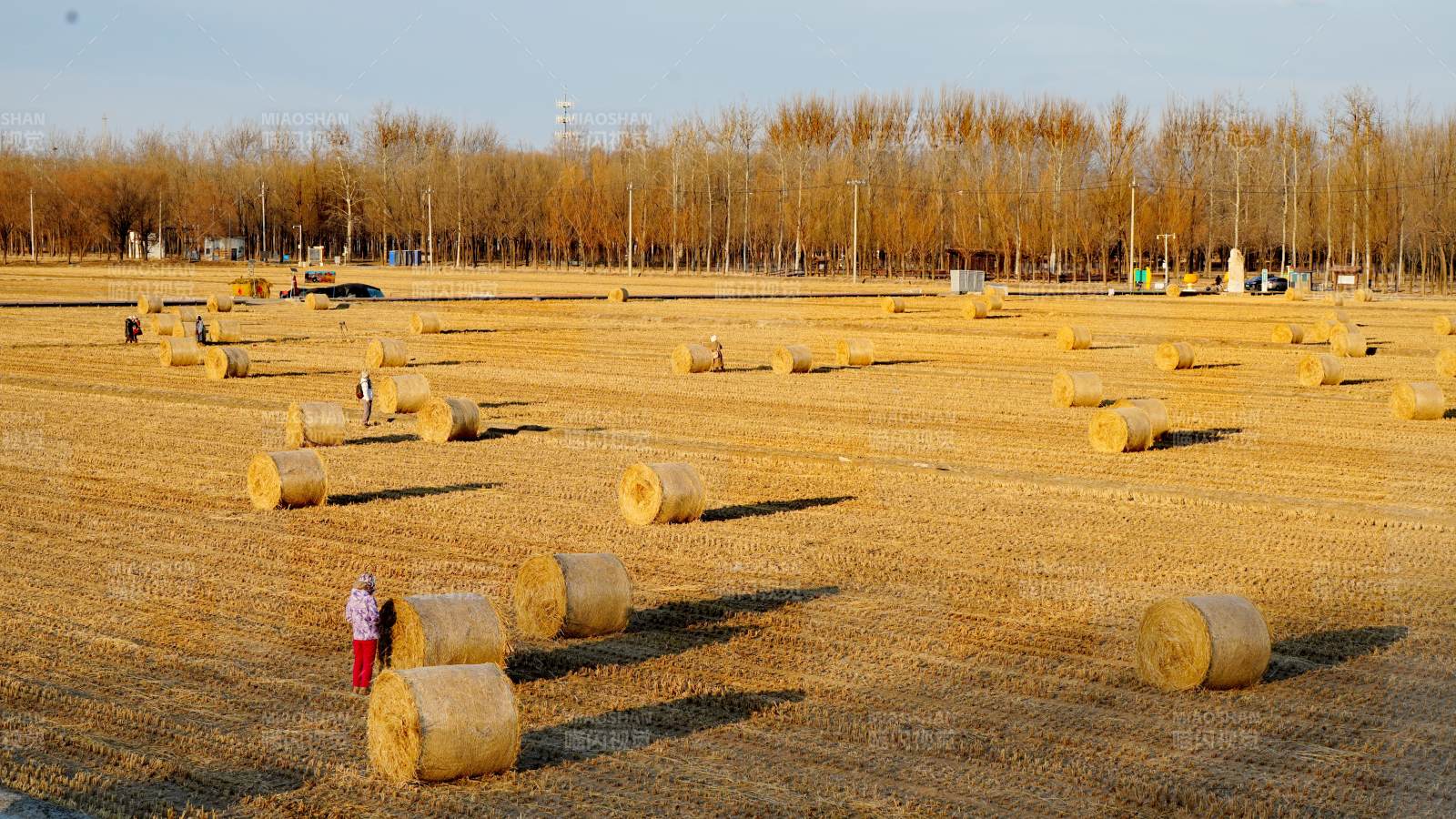 秋收后的田野与草垛图片
