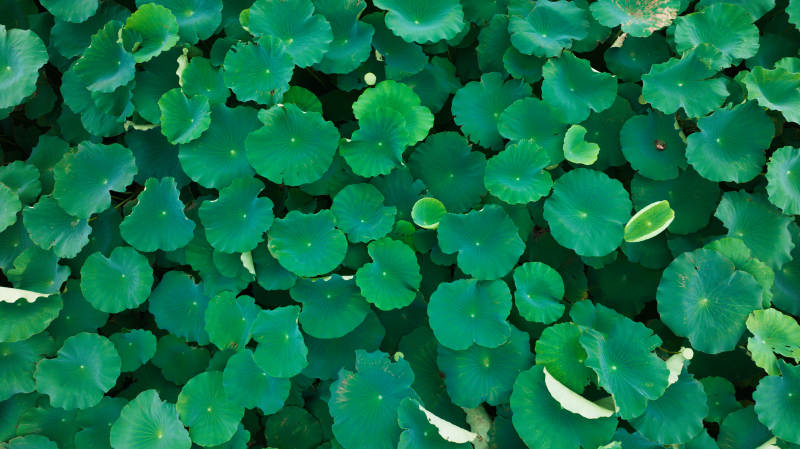 荷叶密布 绿意盎然图片