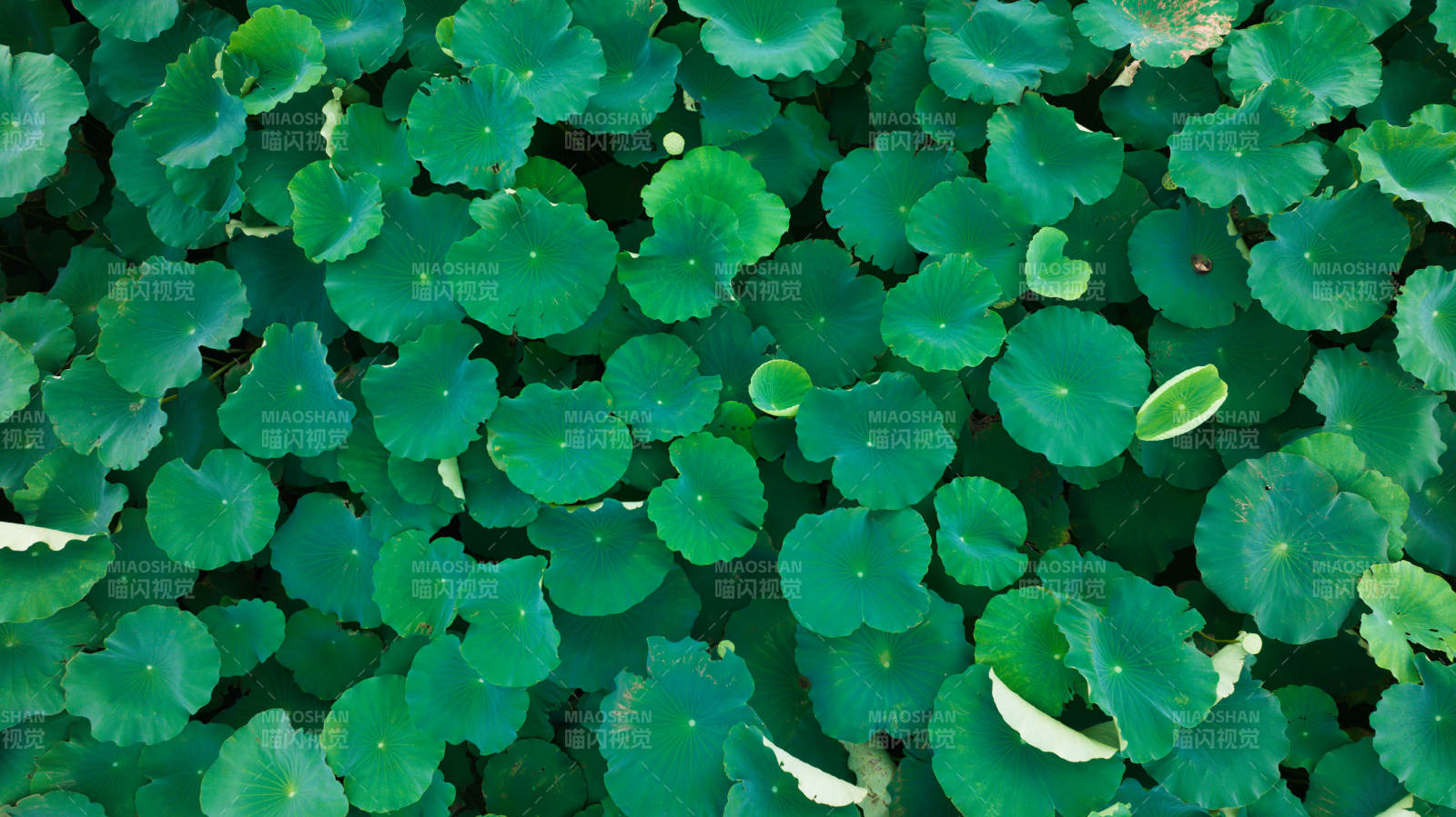 荷叶密布 绿意盎然图片