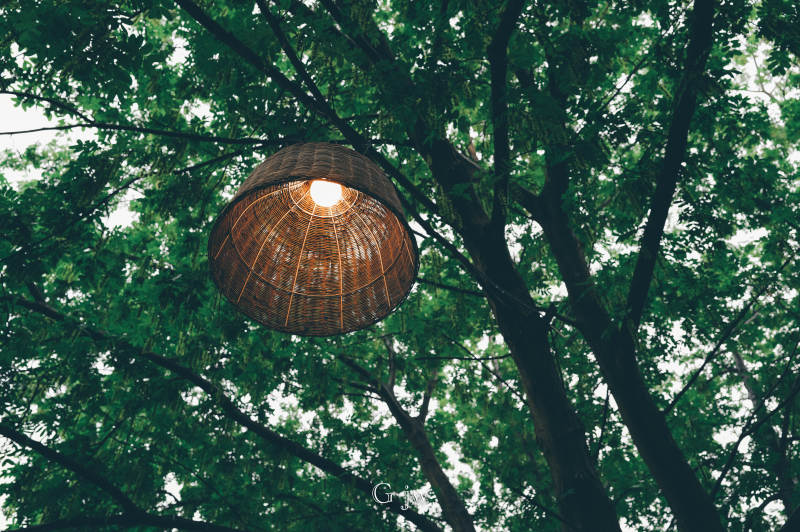 树间悬挂的温暖灯罩图片