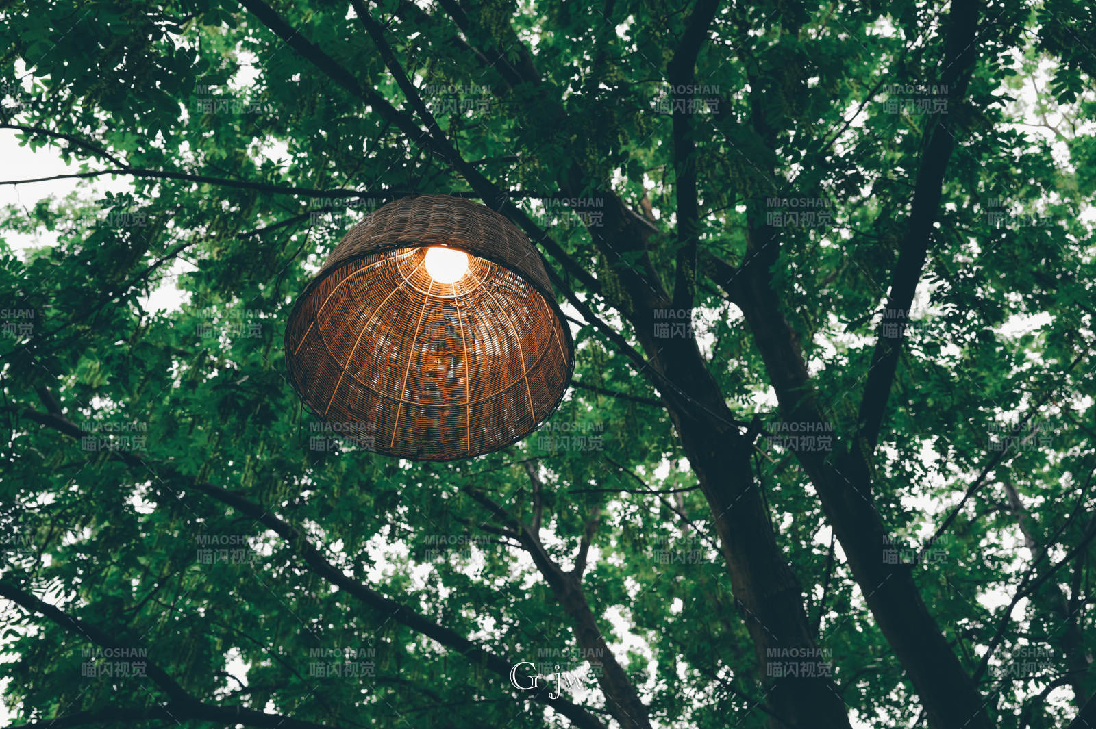 树间悬挂的温暖灯罩图片