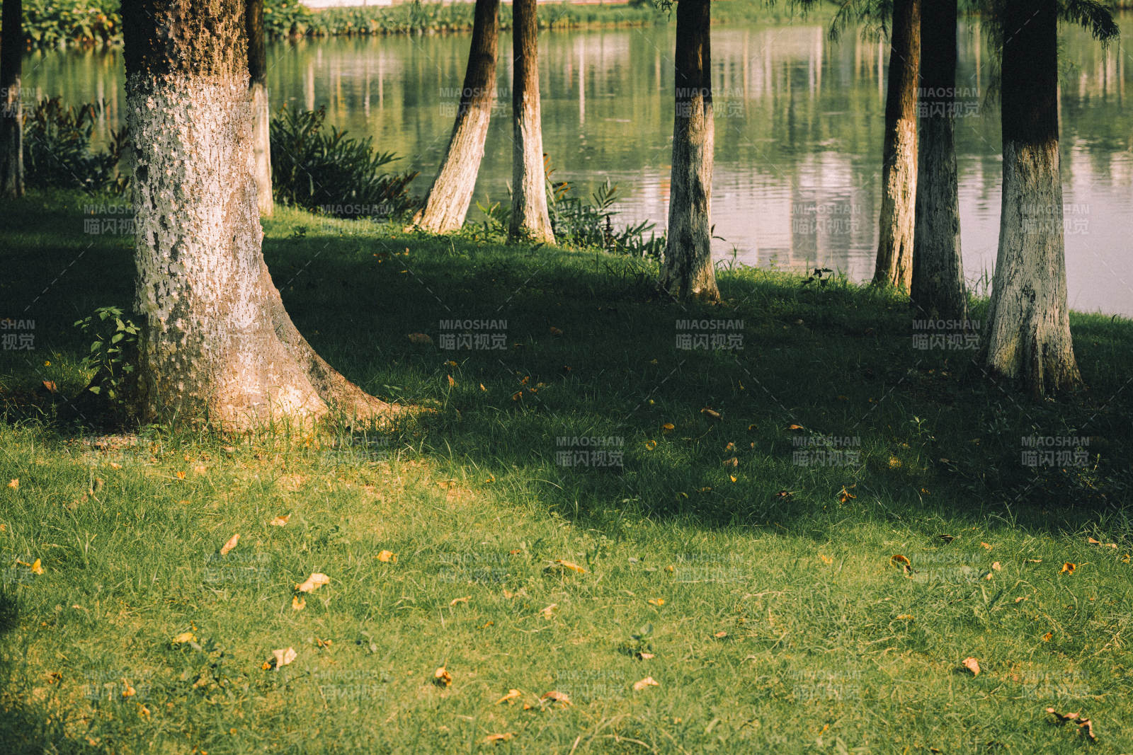 湖畔树影下的宁静时光图片