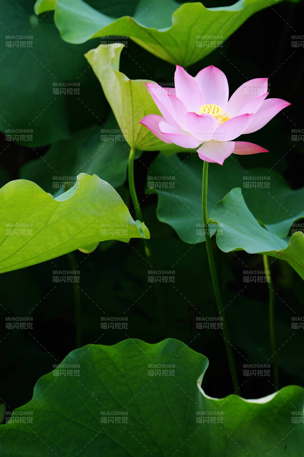 荷花盛开 绿叶相伴图片