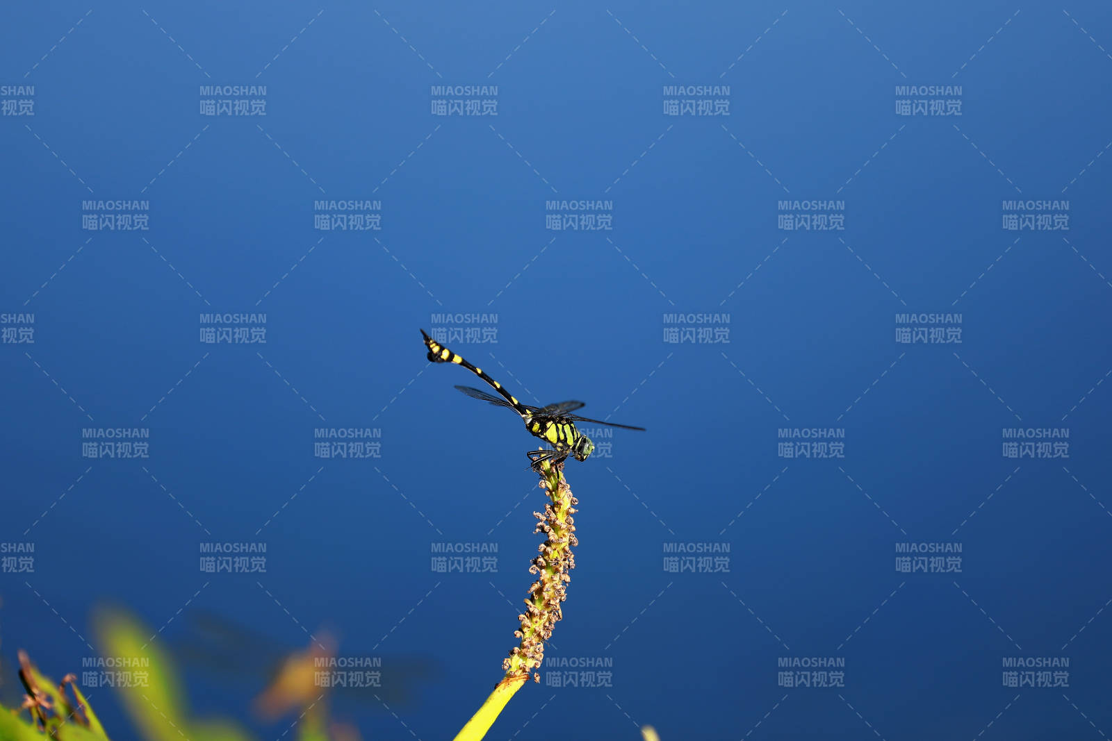 蜻蜓栖枝 蓝湖映影图片