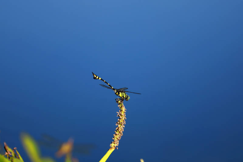 蜻蜓栖枝 蓝湖映影图片