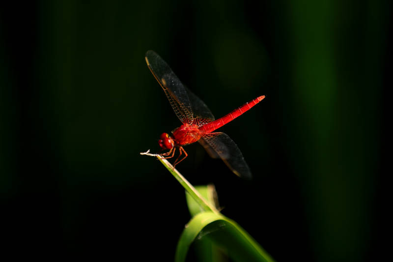 红蜻蜓栖息绿枝头图片