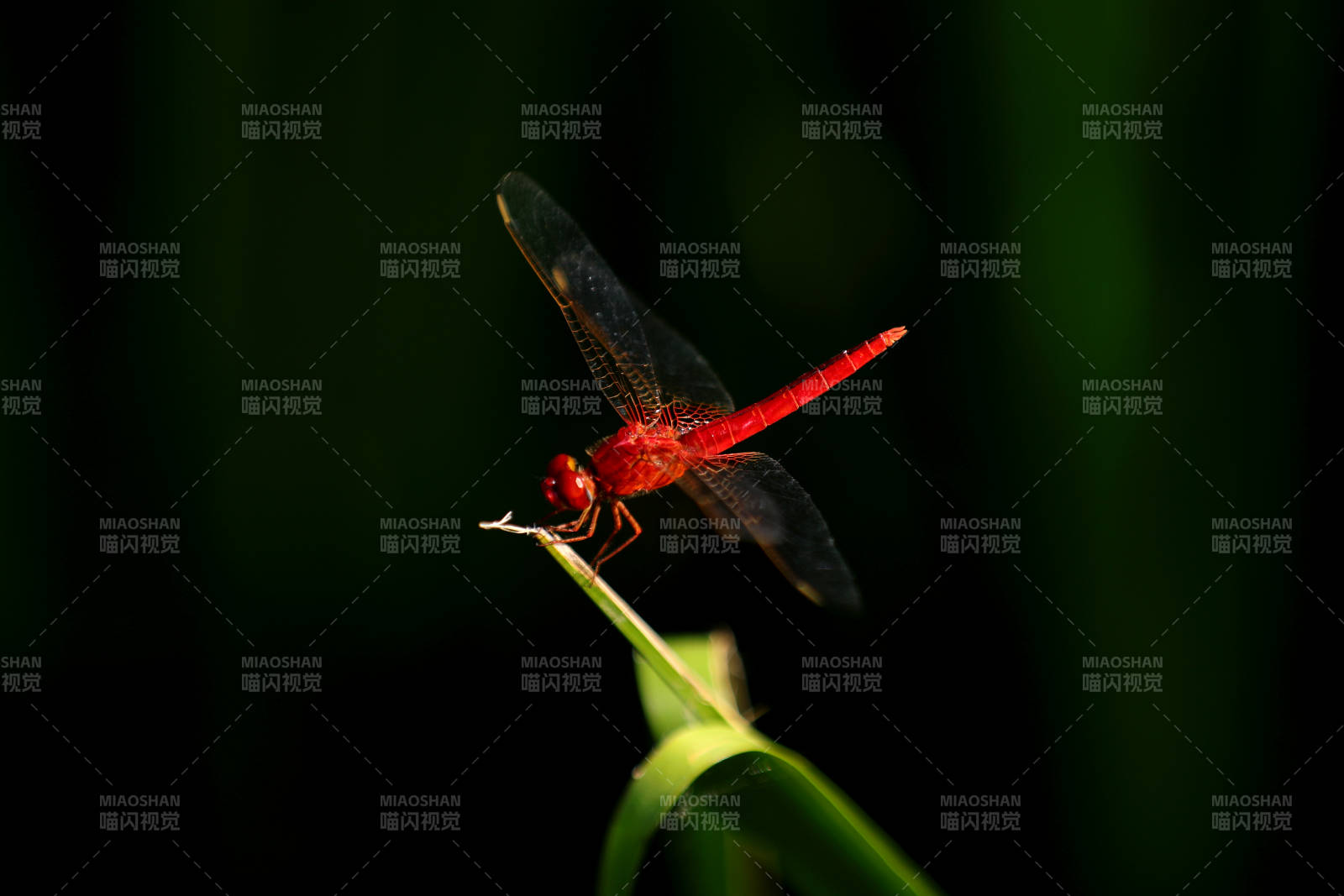 红蜻蜓栖息绿枝头图片